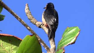 Melanerpes portoricensisCarpintero de Puerto Rico [upl. by Ennywg520]