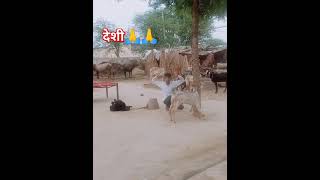 गांव की अच्छी आदतें 🙏❤️🤘 गऊ funny video [upl. by Elinet]