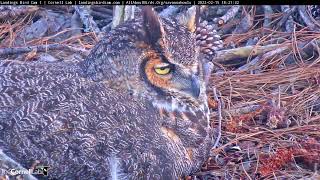 Savannah Great Horned Owl Cam Zooms In On Incubating Female As Hatch Watch Begins – Feb 15 2022 [upl. by Gosnell]