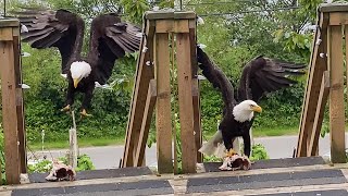 Eagle vs Crows A Feast Fit for a King [upl. by Edya]