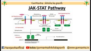 JAKSTAT Signaling pathway  Cell Signaling [upl. by Darla]