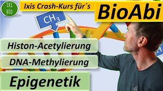 Epigenetik  HistonAcetylierung und DNAMethylierung detailliert und mit Anwendungsaufgabe BioAbi [upl. by Hawley527]