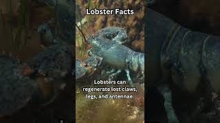 Daily animal fact  186  animals facts lobster [upl. by Mona]