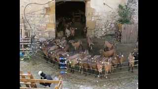 Chèvres Alpines des Tourelles  visite de la ferme ma 1ere vidéo en 2007 [upl. by Inaej300]