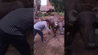 Pyometra case in buffalo shorts viralvideos viralshort trending veterinary buffalo [upl. by Bianka]