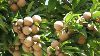 Sapota Sapodilla  Chikoo tree care tutorial video [upl. by Anirok]