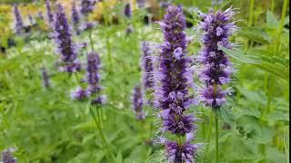 Agastache Black Adder [upl. by Anifur]