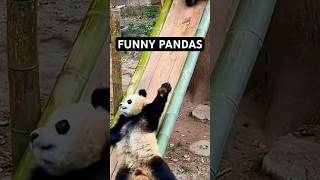 Hilarious Pandas Being Pandas 🐼 [upl. by Riker]