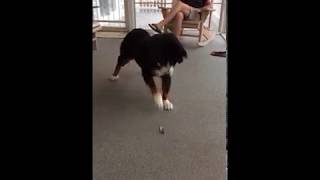 Bernese Mountain Dog Is Scared of Feather [upl. by Ringe]