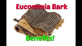 Eucommia bark benefits  Best Chinese Herb For Bones Ligaments Joints Tendons Adrenals Brain [upl. by Lenz481]