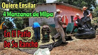 Ganadero me Pidió Ayuda Para Ensilar 4 Manzanas o 3 Hectáreas de Milpa en el Patio de Su Rancho [upl. by Morlee]