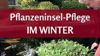 Schwimmende Teichpflanzen überwintern Was geschieht eigentlich mit der Pflanzinsel im Winter [upl. by Acsisnarf716]