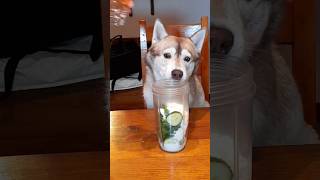 Margarita für Hunde 🍹 margarita dogfriendly rezept [upl. by Finbar]