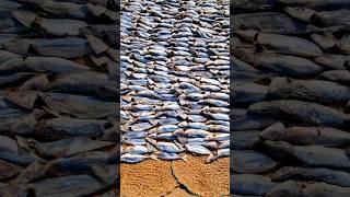 NEGOMBO FISH MARKET 🐟 SRI LANKA 🇱🇰 srilanka srilanka2024 negombo negombofishmarket fish [upl. by Kcirrez]