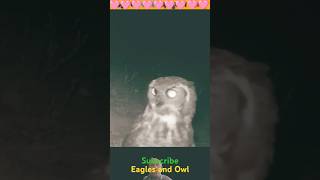 Eagle and owl eagle eagles owl owls animals [upl. by Martinelli]