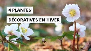 4 plantes décoratives en plein hiver [upl. by Friend]