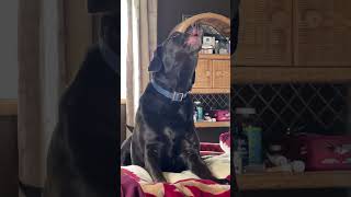 Lab howling labrador dog shortvideo [upl. by Imekawulo]