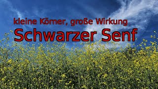 Kleine Körner große Wirkung  Schwarzer Senf [upl. by Ahsiekyt472]