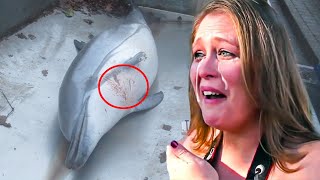 The Disturbing Truth Of What Happened To Flipper The Dolphin You Will Cry After Watching This Video [upl. by Vizzone497]