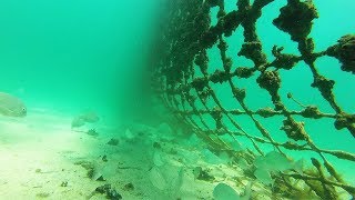 What Lies Beneath  Coogee Beach Shark Net [upl. by Akimot]