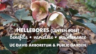 Hellebores  Lenten Rose [upl. by Qiratla]