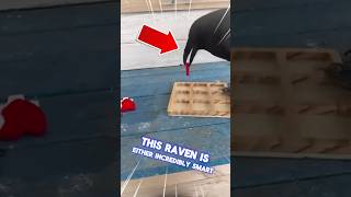 🤯Raven Outsmart Its Owner in XO Game 🐦‍⬛🧠 shorts animals funny [upl. by Aelsel]