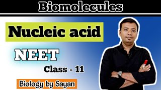 Structure of Nucleic acid Biomolecules Class 11 NEET [upl. by Min]