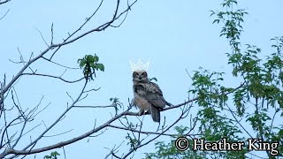 What sounds do owls make  baby great horned owls [upl. by Benedic744]