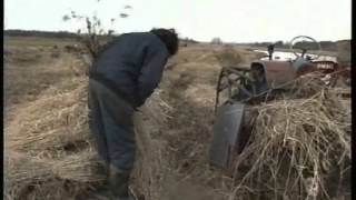 riet snijdenmet klaas de langein de weerribben [upl. by Romilda]