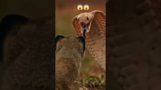 mongoose vs King cobra fight shorts wildlife trending viralvideo [upl. by Beitch]