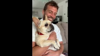 Excited French Bulldog makes hilarious screaming sounds [upl. by Libb508]