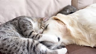 Unbelievable Love Story Kittens and Golden Retrievers Heartwarming Bond [upl. by Paff588]