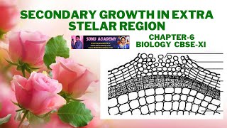 Secondary Growth In Extra Stelar Region  Anatomy of Flowering  Chapter6  Biology  CBSE XI [upl. by Eded963]