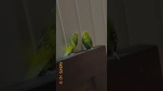 Budgies Playing 🎀budgies budgiesfighting budgiesshorts budgielove parrot parrotlover [upl. by Armstrong516]