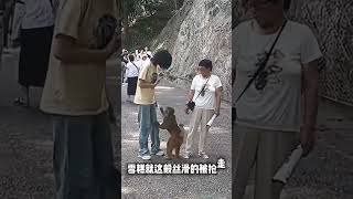 Monkey Guy is Searching for Food here 🍡🍡👄 ytshort monkeys animals cute [upl. by Cherise]