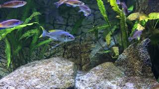 Ophthalmotilapia ventralis Kalubamba Spawning [upl. by Moreville343]