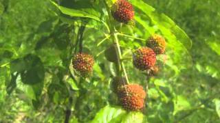 Buttonbush  Cephalanthus occidentalis [upl. by Aerdnna341]