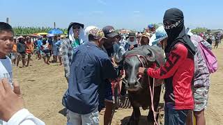 KARERA NG KALABAW SA BRGY BALAONG SITIO BATAGAS SAN MIGUEL BULACAN FULL VIDEO MARCH 31 2024 [upl. by Aileduab]