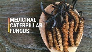 Why Are Cordyceps So Expensive [upl. by Nailimixam]