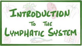 Introduction to the Lymphatic System [upl. by Atiuqram]