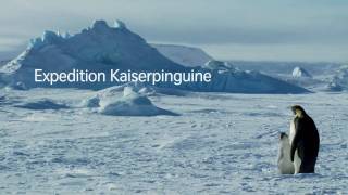 Emperor Penguins in Antarctica [upl. by Ecnadnak]