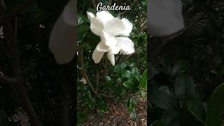 Gardenia Bush Gardens and Palms [upl. by Cilla]