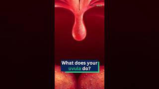 What does your uvula do [upl. by Leirea467]