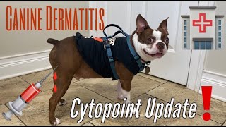 Canine Dermatitis Cytopoint Updates Stop The Itching [upl. by Attennek908]