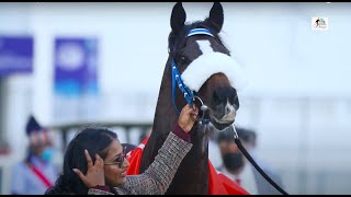 The Zavaray SPoonawalla Sprinters Cup 2022 Winner  MULTIFACETED [upl. by Caspar]