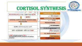 Biosynthesis of Steroid Hormones  Corticosteroids  Medicinal Chemistry [upl. by Myrtie731]