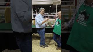 What is a rabbit show rabbit Houston Livestock Show and Rodeo [upl. by Paul]