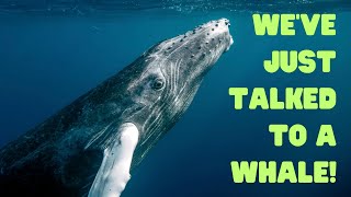 Scientists Communicate With Whales for the First Time [upl. by Livvyy379]