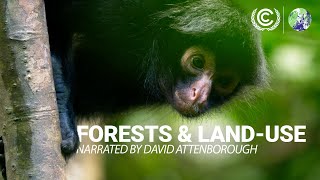 COP26 Forests and LandUse Narrated by David Attenborough [upl. by Adnol]