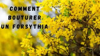 TUTO  COMMENT BOUTURER UN FORSYTHIA [upl. by Owiat]